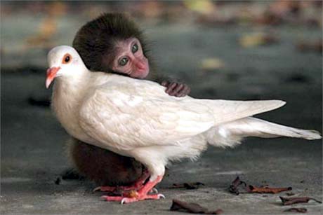 loving_monkey.jpg