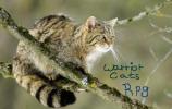 ~Warrior Cats Rpg Forum~