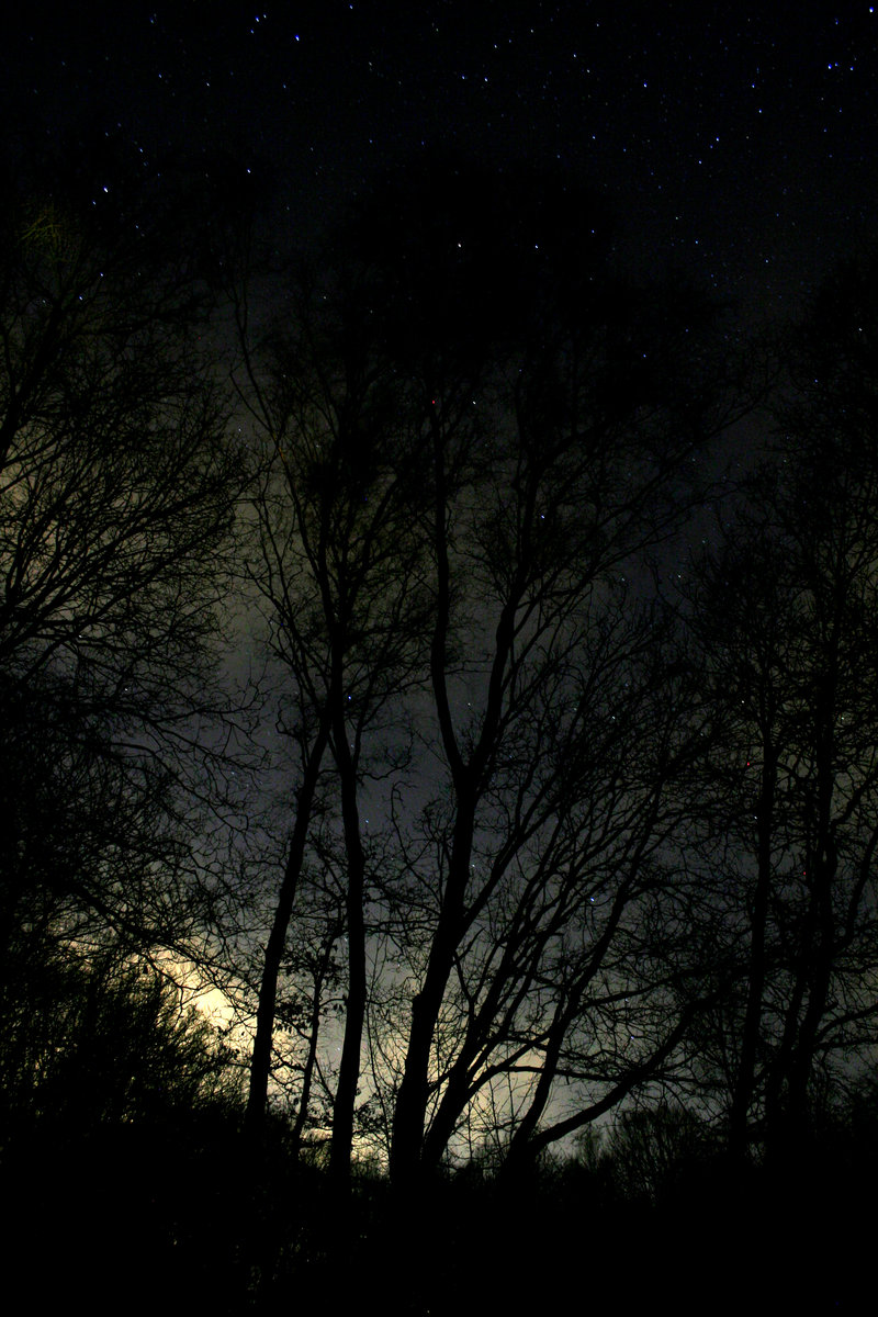 Night_Forrest_by_DolGuldor.jpg