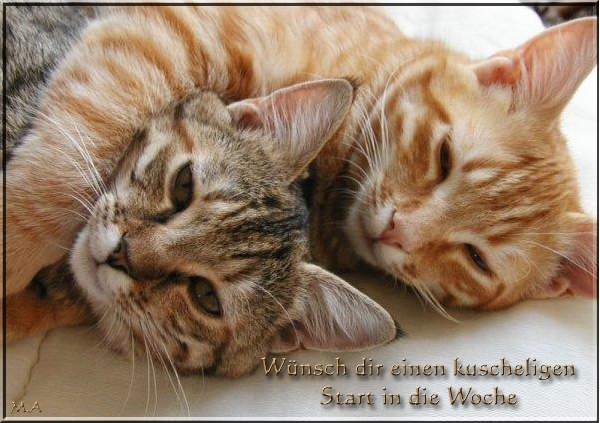 Wochenstart20Katze15B15D.jpg