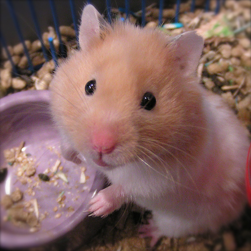 hamster-bowl.jpg