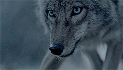 Wolf.gif