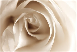 white-rose.jpg