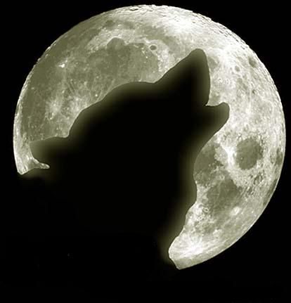 1145745728werwolf.jpg
